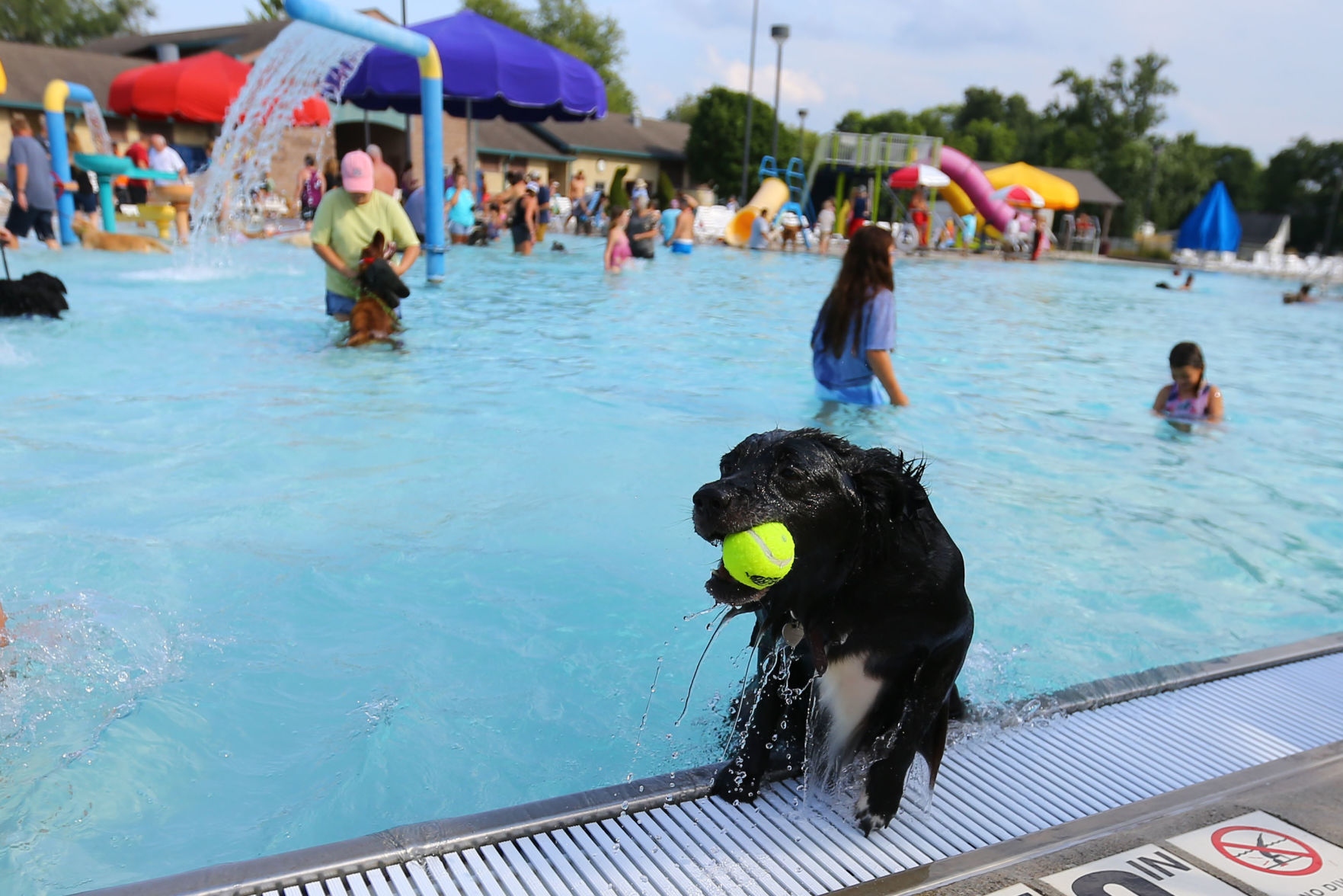 Pooches in the Pool 08.JPG